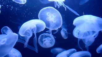 imagenes-de-medusas
